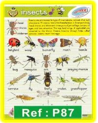 Insects Poster