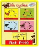 Life Cycles Poster